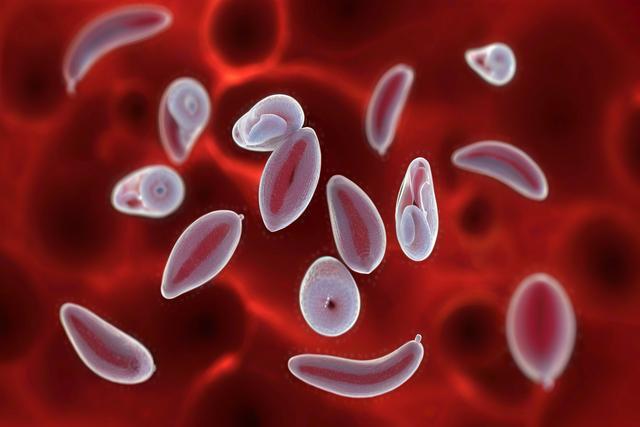 การทำความเข้าใจการติดเชื้อ Toxoplasma gondii ในแมวและสุนัข: อาการการวินิจฉัยและการรักษา