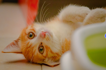 Babio Feline/Canine Heartworm Antigen (FCHW AG) ชุดทดสอบ: การวินิจฉัยสุขภาพสัตว์เลี้ยงที่ถูกต้องรวดเร็วและเชื่อถือได้