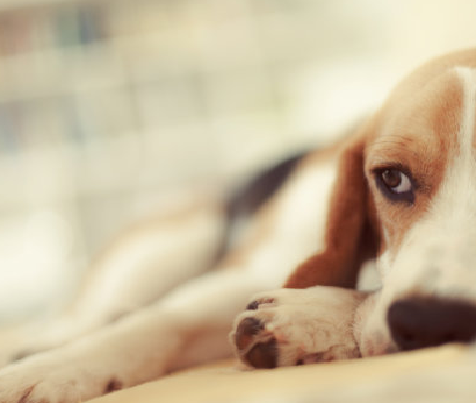 Babio เปิดตัวชุดทดสอบ Toxo AB ขั้นสูงสำหรับการวินิจฉัยโรค PET toxoplasmosis