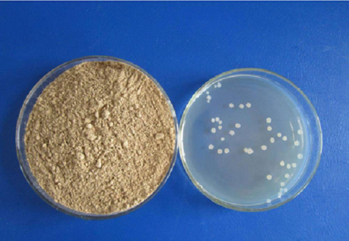 LB Medium (Lennox) Granule โดย Babio: สื่อวัฒนธรรมคุณภาพสูงสำหรับการวิจัย E. coli