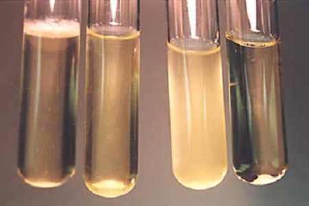 Babio เปิดตัวน้ำซุปบำรุงสมองประสิทธิภาพสูงสำหรับห้องปฏิบัติการจุลชีววิทยาระดับโลก