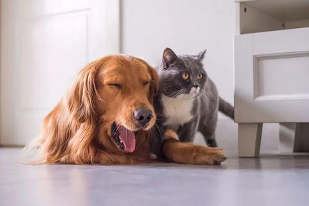 Babio เปิดตัวชุดทดสอบ TOXO Ab สำหรับการตรวจหาแอนติบอดีท็อกโซพลาสมาอย่างรวดเร็วในสัตว์เลี้ยง