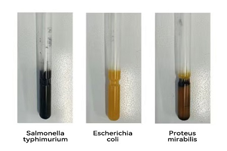 BABIO เปิดตัวสื่อการขนส่งประสิทธิภาพสูง (ประเภท SS) สำหรับการถ่ายโอนตัวอย่างจุลินทรีย์ทั่วโลกที่เชื่อถือได้