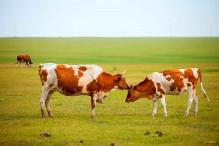 BABIO เปิดตัวชุดทดสอบอย่างรวดเร็วการตั้งครรภ์วัวความไวสูงสำหรับการเลี้ยงโคสมัยใหม่