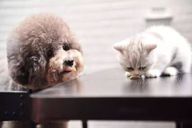 BABIO เปิดตัวชุดทดสอบ Canine Relaxin (RLN) ที่มีความแม่นยำสูงสำหรับตลาดสัตวแพทย์ทั่วโลก
