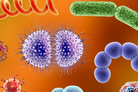 BABIO เปิดตัวอาหารเลี้ยงเชื้อ Salmonella Shigella เพื่อการขนส่งเชื้อโรคในลำไส้ที่เชื่อถือได้