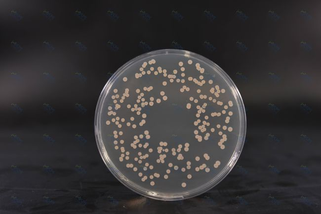 Baird Parker Agar: โซลูชันที่เชื่อถือได้สำหรับการตรวจหาเชื้อ Staphylococcus aureus โดย BABIO